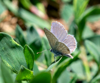 Ceraunus Blue - Hemiargus ceraunus