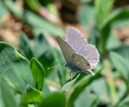 Ceraunus Blue - Hemiargus ceraunus