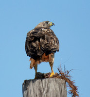 Red-tailed Hawk - Buteo jamaicensis