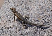 Desert Side-blotched Lizard - Uta stansburiana stejnegeri