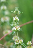 White Horehound - Marrubium vulgare