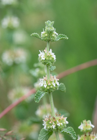 White Horehound - Marrubium vulgare