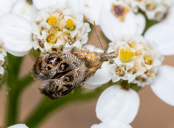 Everlasting tebenna moth - Tebenna gnaphaliella