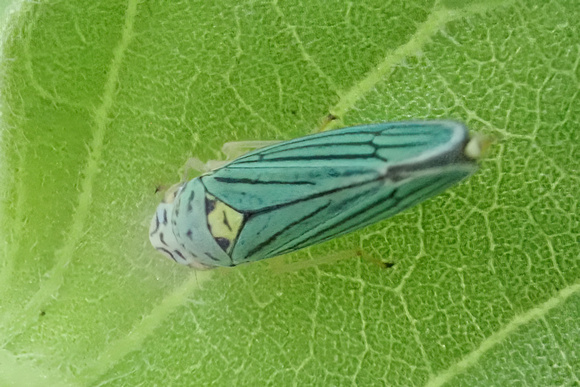 Blue-green sharpshooter - Graphocephala atropunctata