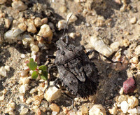 Rough stink bug - Brochymena affinis