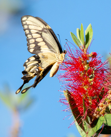 Western giant swallowtail - Heraclides rumiko