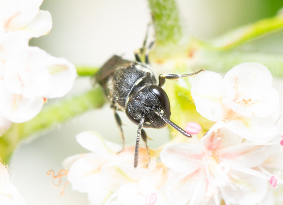 Masked bee - Hylaeus sp.