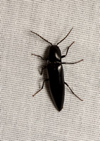 Click beetle - Elater sp.