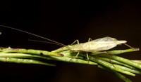 Four-spotted tree cricket - Oecanthus quadripunctatus