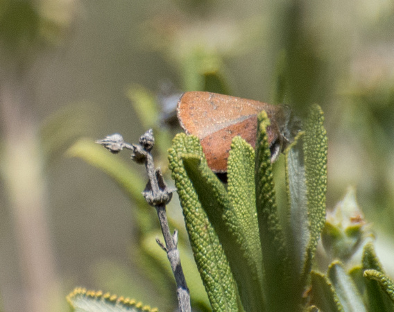 Brown Elfin - Callophrys augustinus