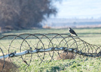 Ferruginous Hawk - Buteo regalis