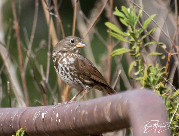 Fox Sparrow - Passerella iliaca