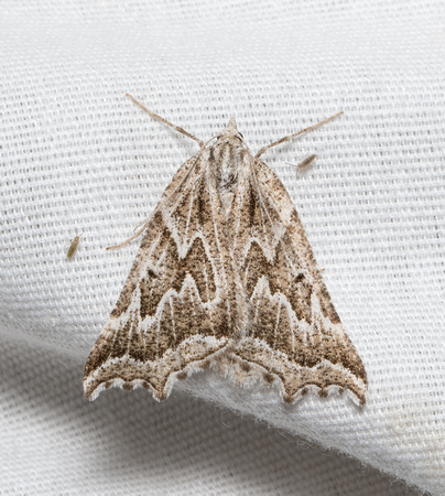 Geometrid moth - Plataea personaria