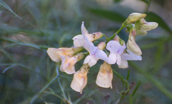 Chaparral Pea - Lathyrus vestitus