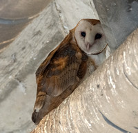 American Barn Owl - Tyto furcata