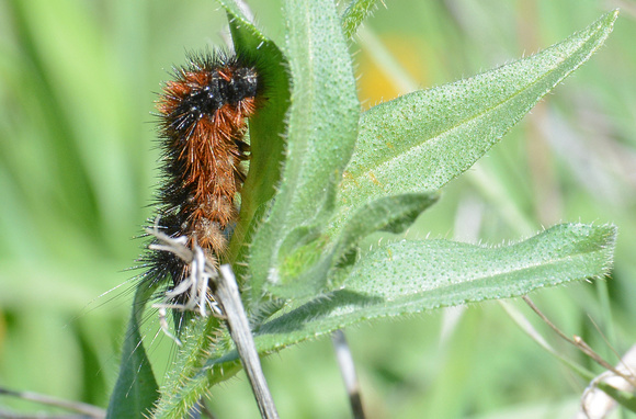 Tiger moth - Grammia sp.