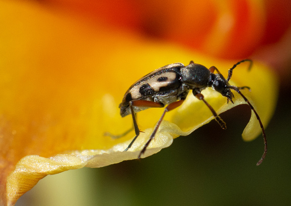 Flower Longhorn Beetle - Judolia sexspilota