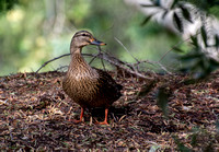 Mallard Duck - Anas platyrhynchos