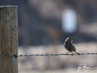White Crowned Sparrow - Zonotrichia leucophyrs
