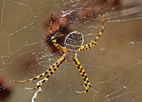 Banded argiope - Argiope trifasciata