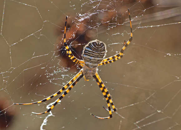 Banded argiope - Argiope trifasciata