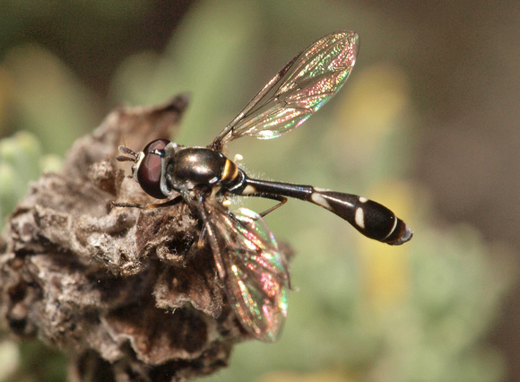 Four-Speckled Hoverfly - Dioprosopa clavata
