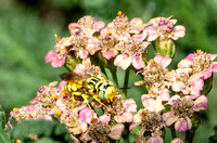 Beewolf - Philanthus sp.