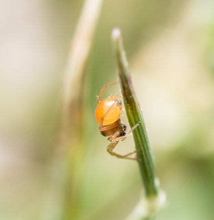 Dwarf spider - Ceraticelus sp