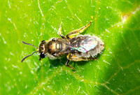 Sweat bee - Lasioglossum sp. (Subgenus Dialictus )