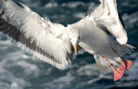 Western Gull - Larus occidentalis