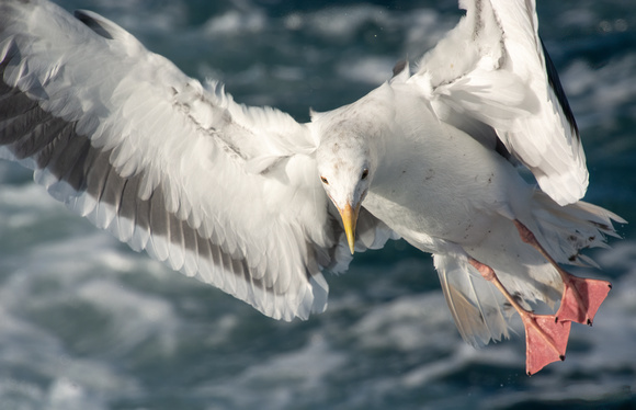 Western Gull - Larus occidentalis