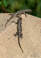 Western Fence Lizard - Sceloporus occidentalis