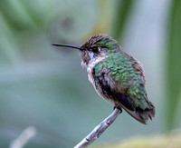 Calliope Hummingbird - Selasphorus calliope