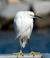 Snowy Egret - Egretta thula