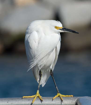 Snowy Egret - Egretta thula