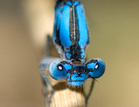 California Dancer - Argia agrioides