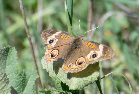 Gray Buckeye - Junonia grisea