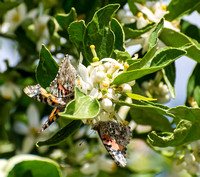 Painted lady - Vanessa cardui