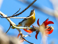 Baltimore Oriole - Icterus galbula