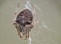 Orb weaver - Araneus gemma