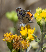 Bernardino Blue - Euphilotes bernardino