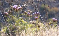 Artichoke Thistle - Cynara cardunculus