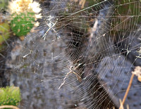 Silver argiope - Argiope argentata