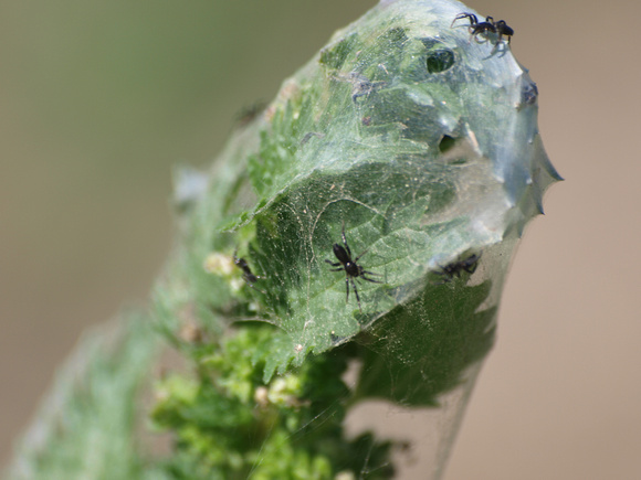 Ground spider 4 - Zelotes sp.