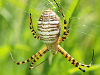 Banded argiope - Argiope trifasciata