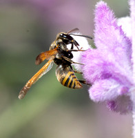 Mason Wasp - Pachodynerus pulverulentus