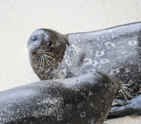 Harbor seal - Phoca vitulina