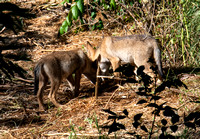 Coyote - Canis latrans