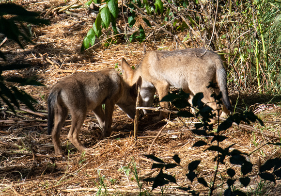 Coyote - Canis latrans