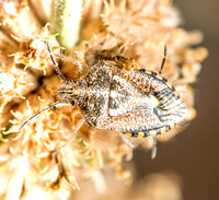 African cluster bug - Agonoscelis puberula